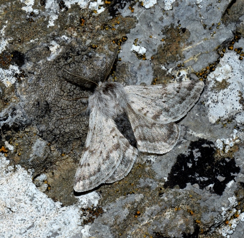 Lycia graecaria - Geometridae